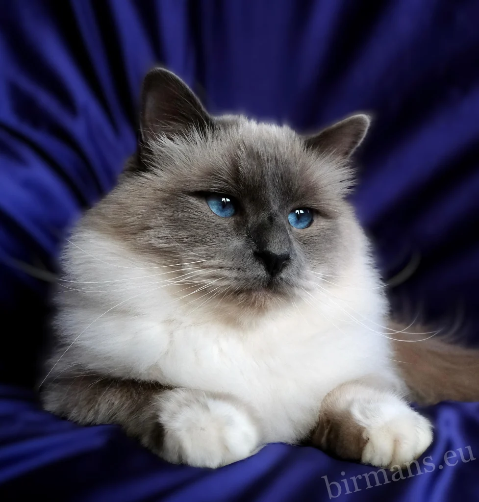 WCH Azzurro dei Baffi Buffi of Saba – World Champion male portrait, with beautiful blue eyes.