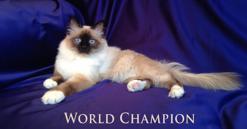 WCH Moonlight Yenzo of Saba (“Yoda”) – the first World Champion male of the Saba Birman cattery.