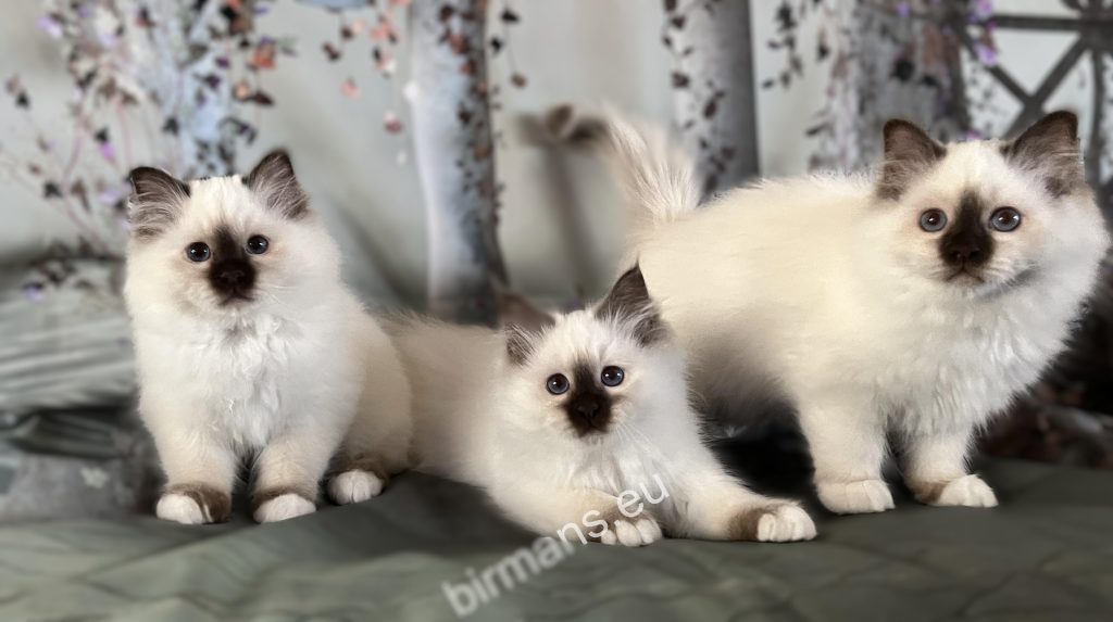 Three chocolate-colored Saba Birman kittens together – harmonious litter, characteristic blue eyes, and uniform appearance