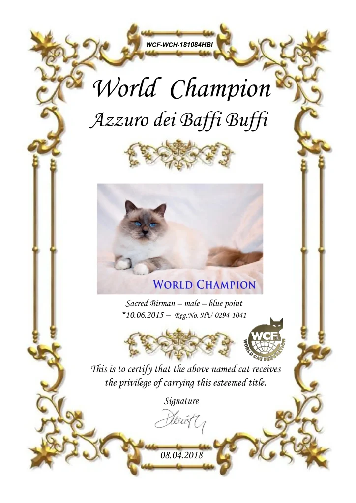 WCH Azzurro dei Baffi Buffi of Saba official WCF World Champion certificate