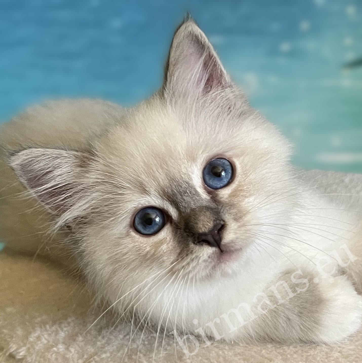 Close-up eye portrait of Saba Zeno available blue lynx point boy kitten.