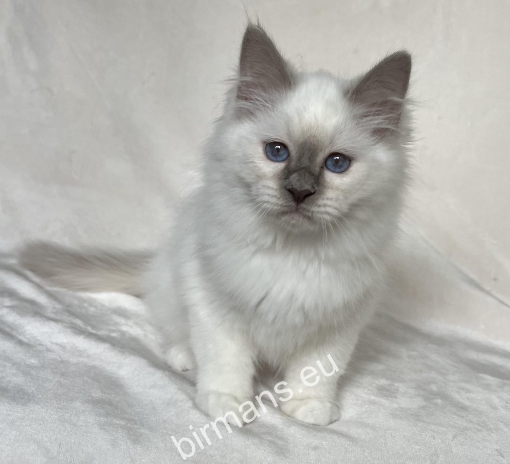 Saba Birman kitten portrait, natural setting