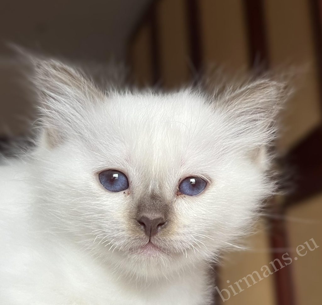 Saba Vela chocolate point Birman female kitten portrait, warm-toned fur