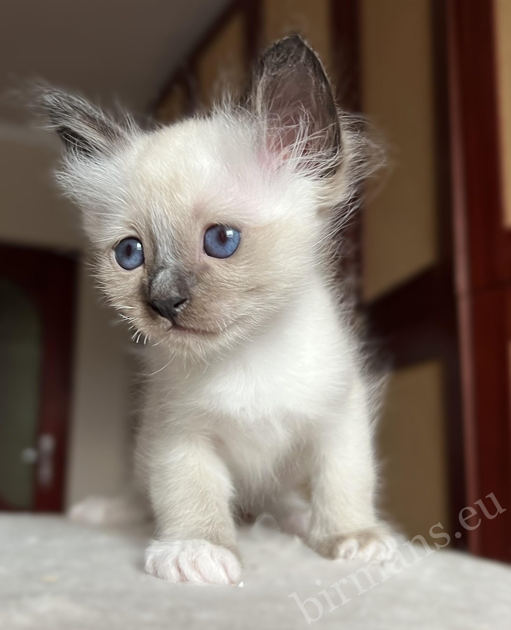 Saba Vico seal point Birman male kitten – Saba Birman premium cattery