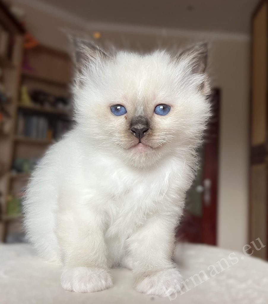Saba Vina seal point Birman female kitten, elegant appearance, blue eyes
