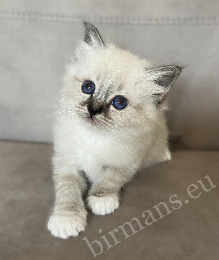 Saba Warden seal tabby Birman male kitten