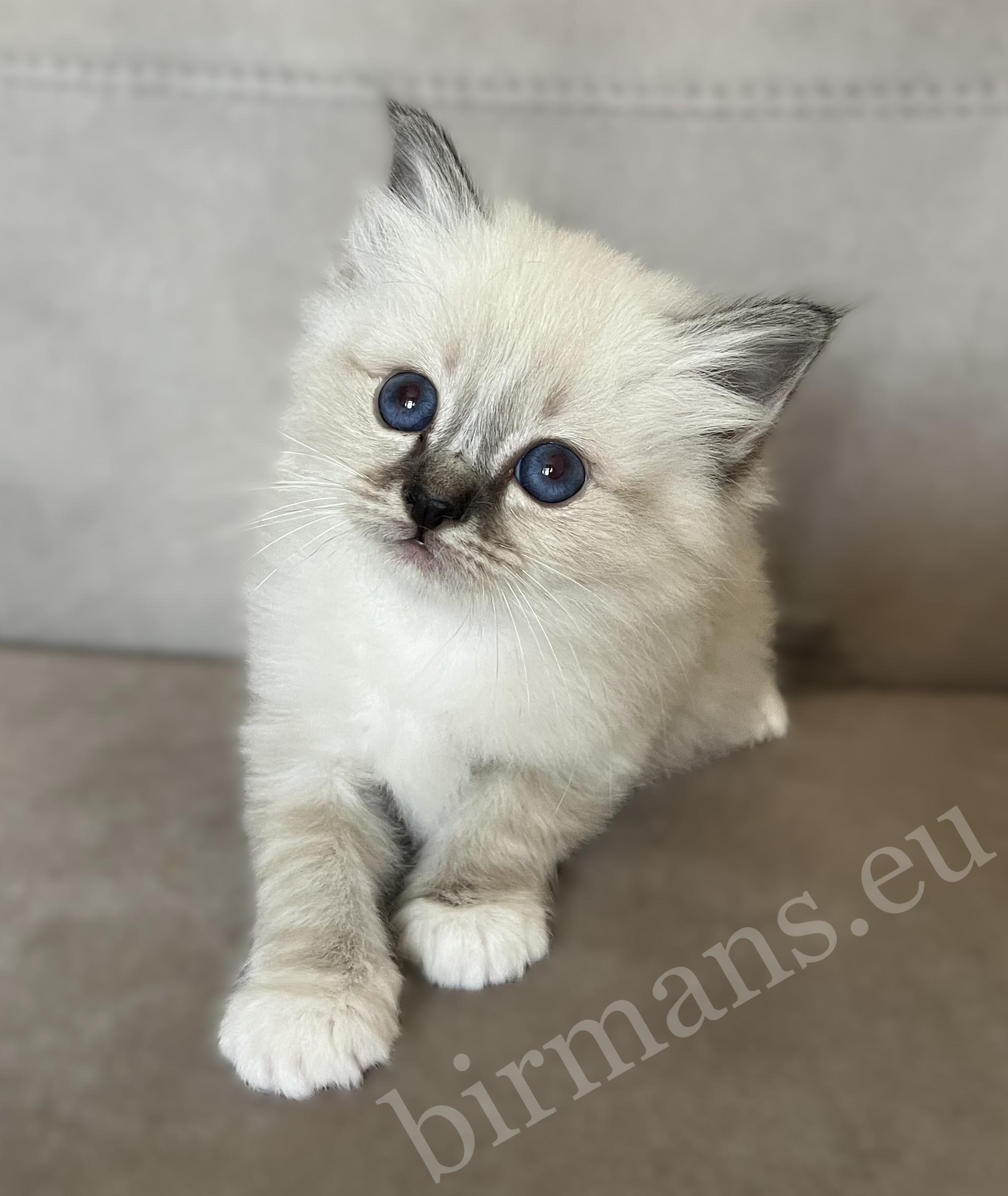 Saba Warden seal tabby Birman male kitten
