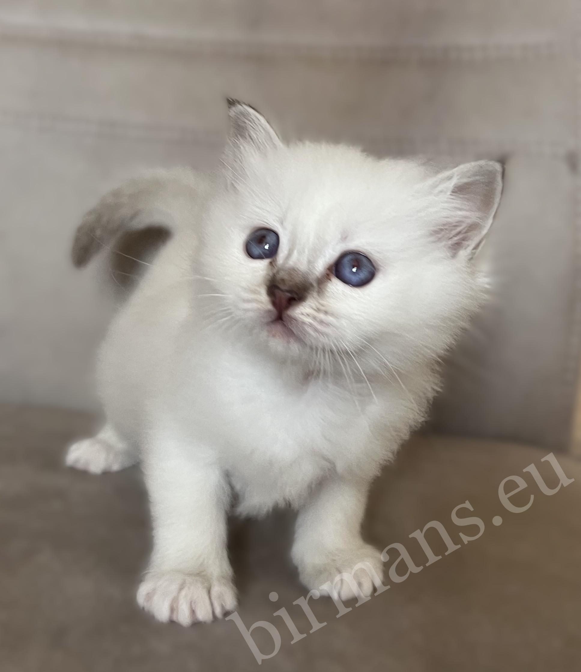 Saba Willow chocolate tabby Birman female kitten in a standing pose