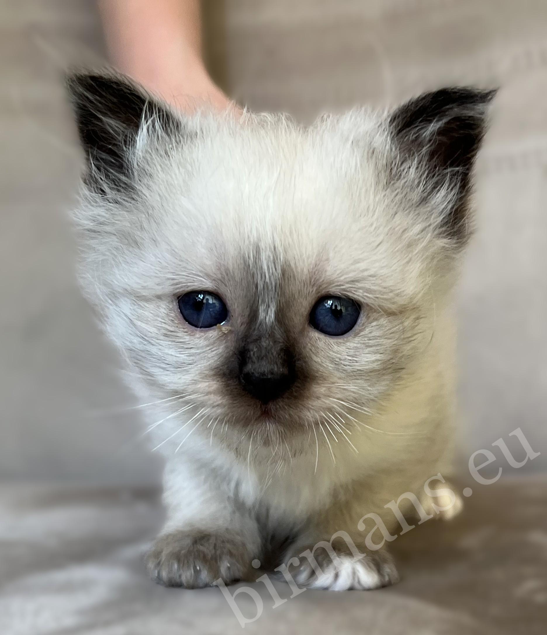 Saba Xylo, seal point Birman male kitten