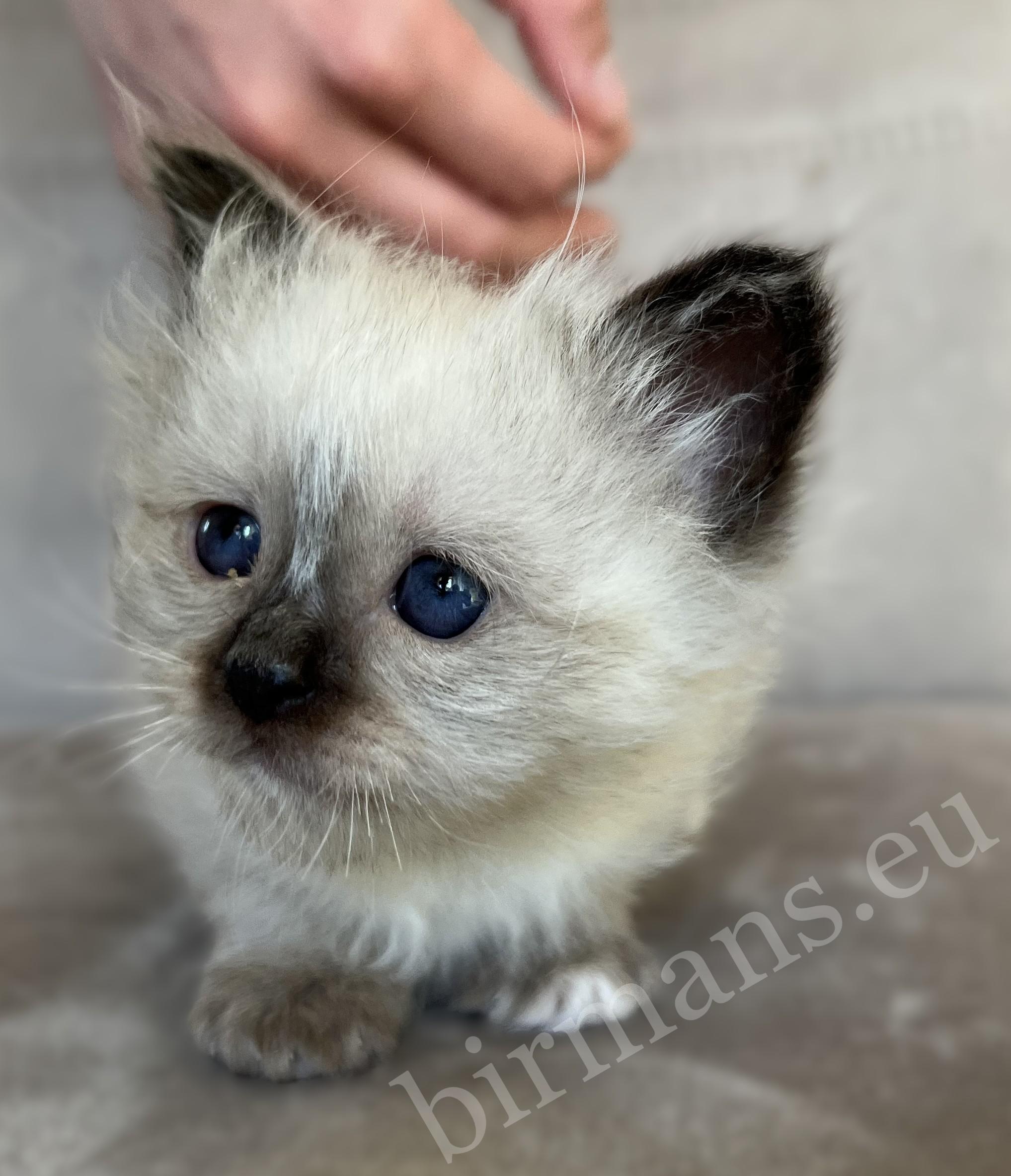 Saba Xylo, seal point Birman male kitten being petted