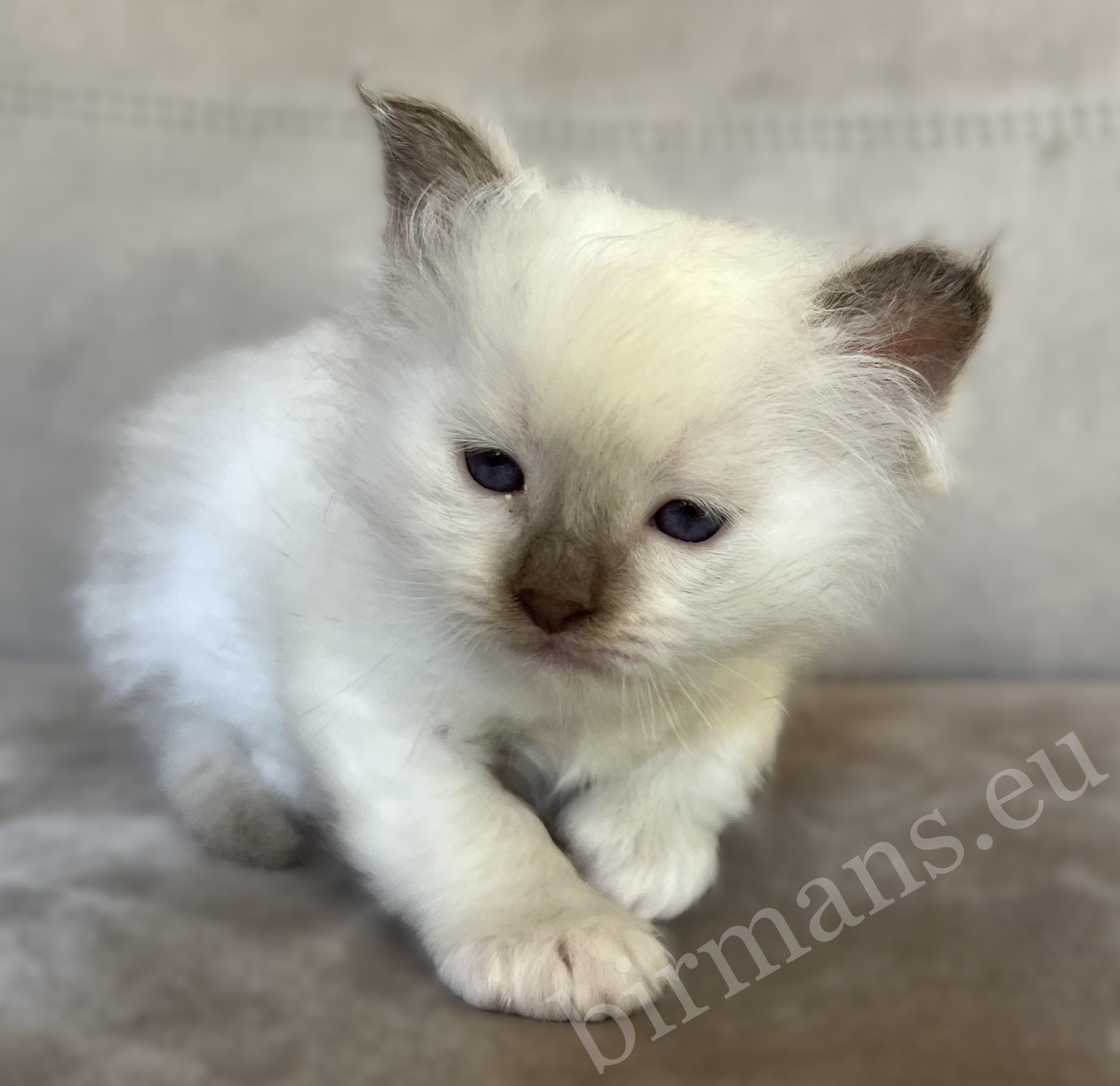 Saba Xavian chocolate point Birman male kitten