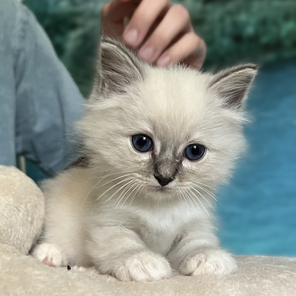 Saba Zeno, a blue tabby Sacred Birman male, sits on top of the cat tree, attentively looking around while being lovingly petted by his breeder.