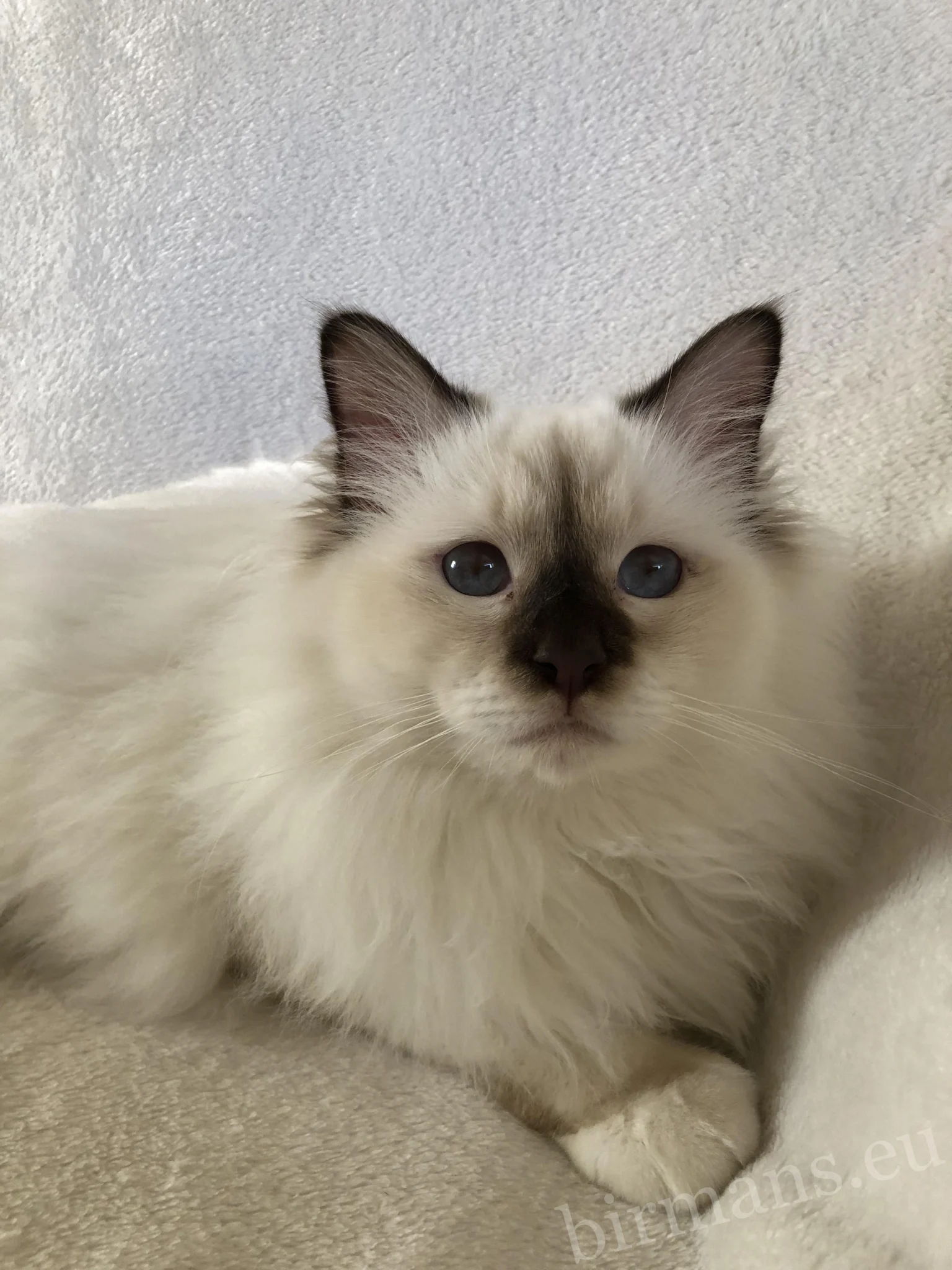 ECH Beethoven Johnnatarie-E of Saba Birman male portrait – Europa Champion quality