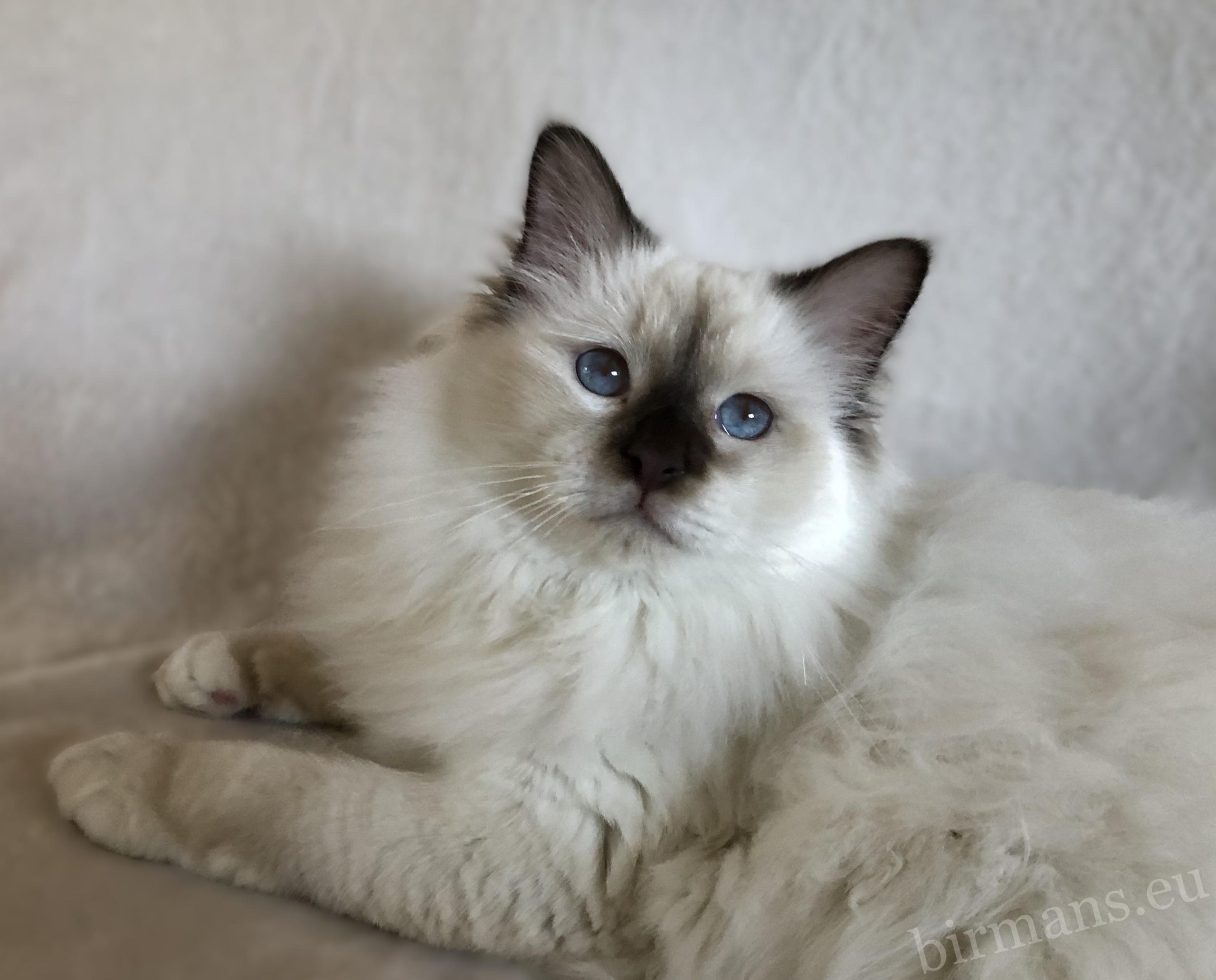 ECH Beethoven Johnnatarie-E of Saba Birman male portrait – Europa Champion lineage