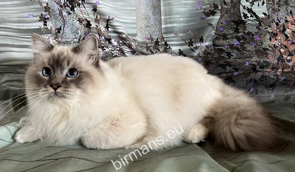 ECH Yochi de Matiyazur Fr of Saba Birman male portrait – Europa Champion lineage