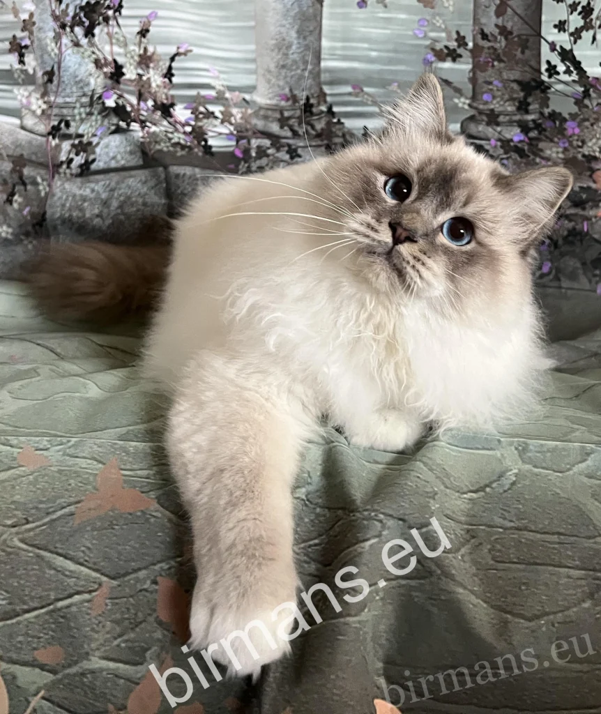 ECH Yochi de Matiyazur Fr of Saba Birman male portrait – Europa Champion quality