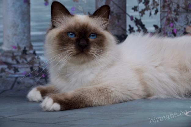 GICH Albafeles Darcy of Saba Birman male portrait – International Champion lineage