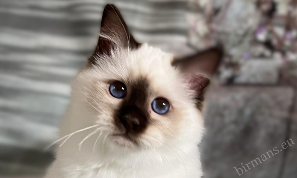 Close-up portrait of a chocolate Birman kitten – characteristic blue eyes and delicate facial features