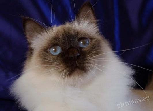 ICH Hiset Laty Mary Birman cat portrait – Saba Birman Cattery, documented lineage
