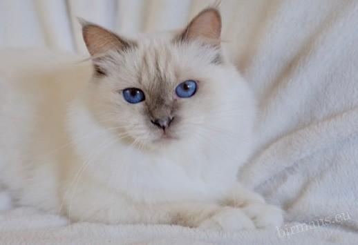IC Nofretete von Blütengarten Birman cat portrait – documented genetic background