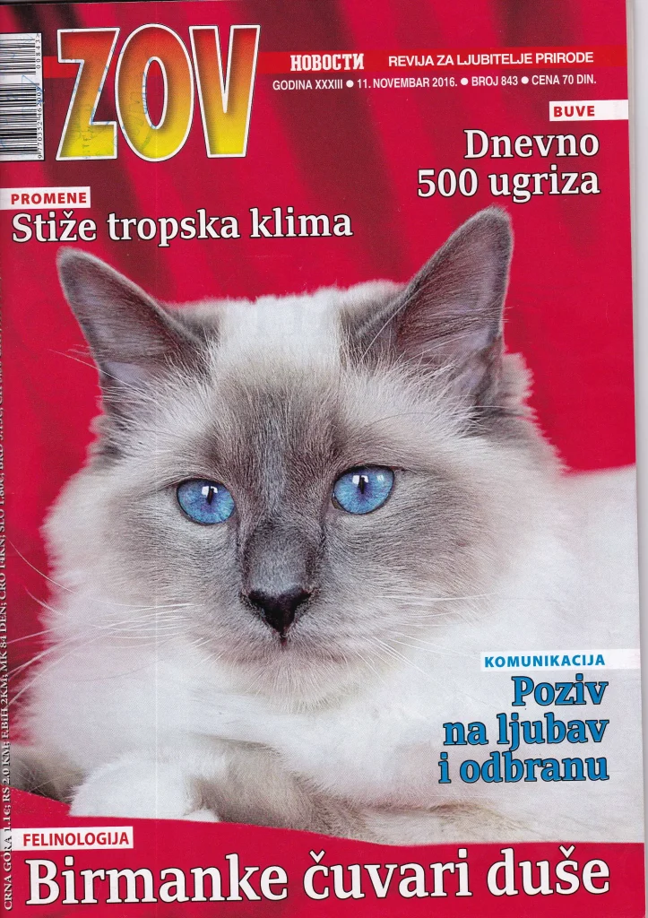 Serbian newspaper article about Saba Birman cattery's World Champion cat, Azzurro – featured on the cover