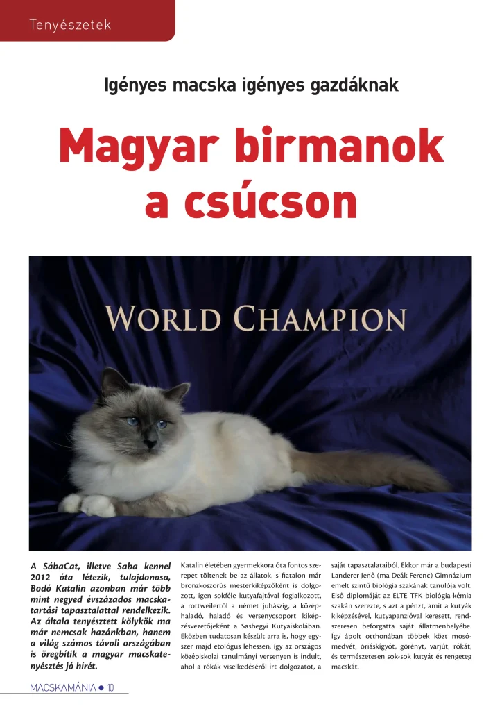 Hungarian newspaper article about Saba Birman cattery – showcasing international exhibition results and World Champion bloodlines
