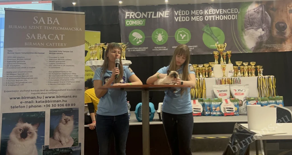 Birman Breed Presentation, Cat Mania Budapest 2025, Saba Birman Cattery