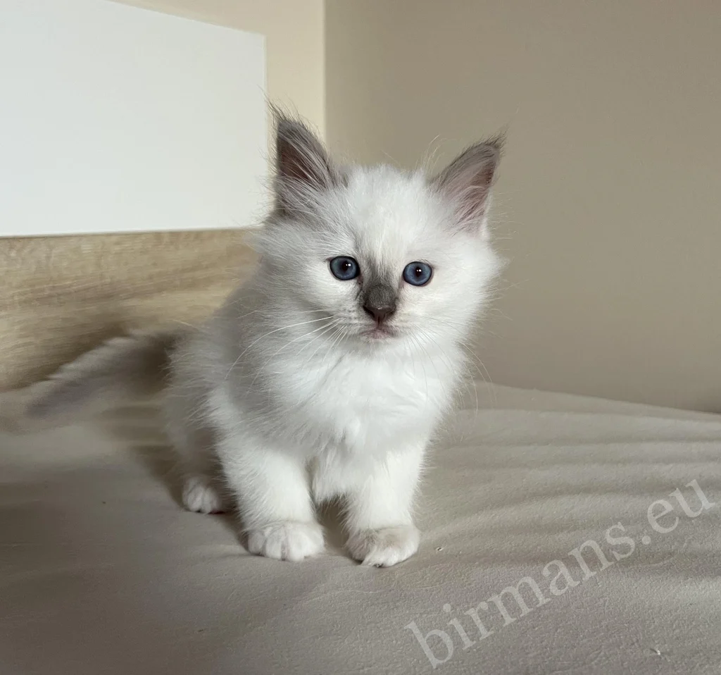csoki point Birman kiscica ülve, kék szemek, lágy megjelenés