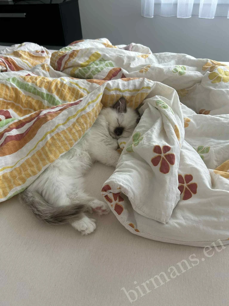 Saba Gigi Birman cat resting in a blanket on a bed in Hungary – genuine customer feedback, home environment
