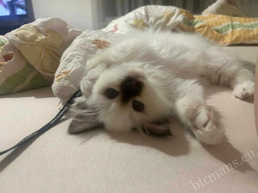 Saba Gigi Birman cat close-up portrait in a blanket in Hungary – genuine customer feedback, peaceful home environment