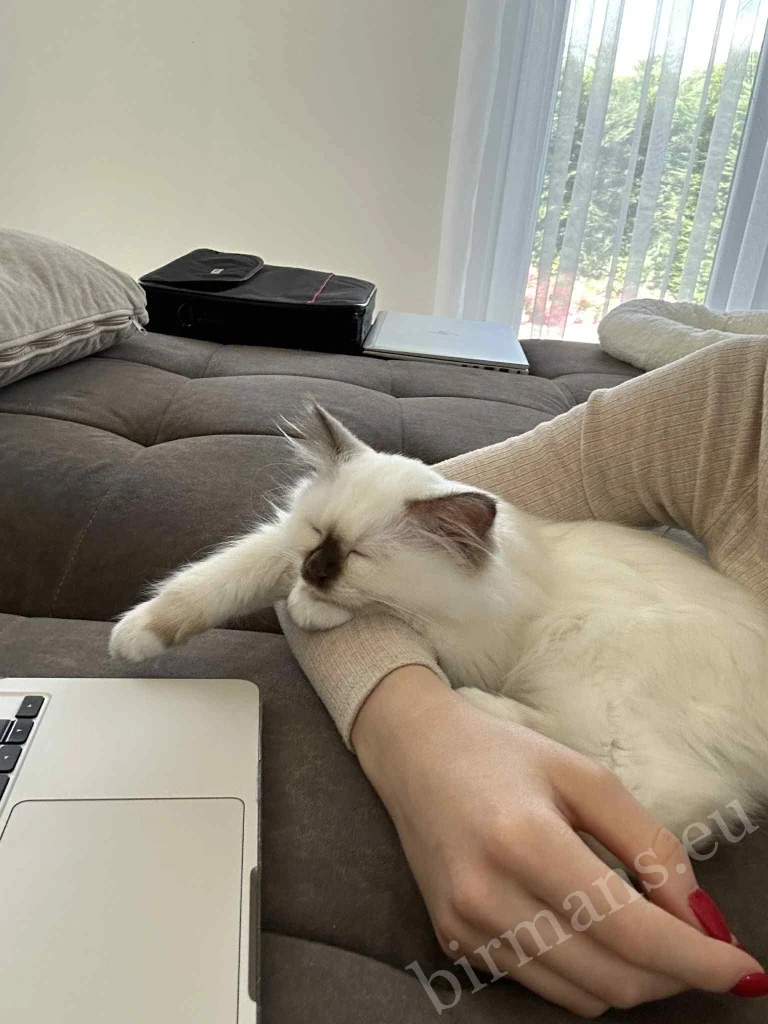 Saba Gigi Birman cat sleeping in her owner's arms in Hungary – genuine customer feedback, trust and bond
