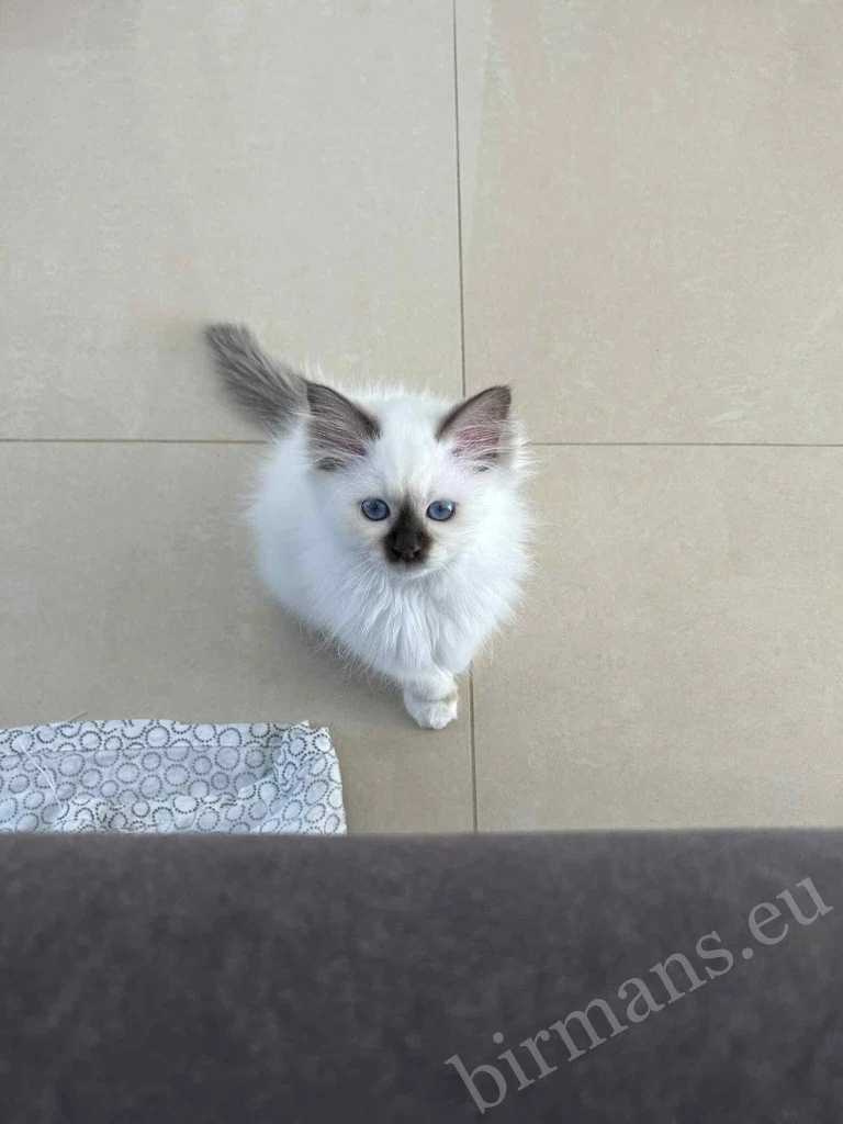 Saba Gigi Birman cat close-up portrait in Hungary – characteristic blue eyes, genuine customer feedback