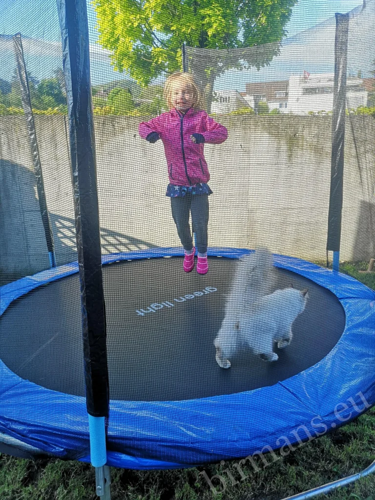 Saba Wanderer and Saba Hamlet Birman cats with a little girl on a trampoline in Switzerland – real customer feedback