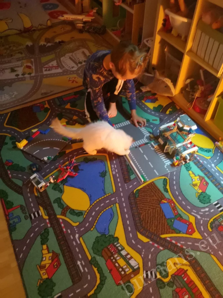 Saba Birman cat playing with a little girl on the floor in Switzerland – real customer feedback