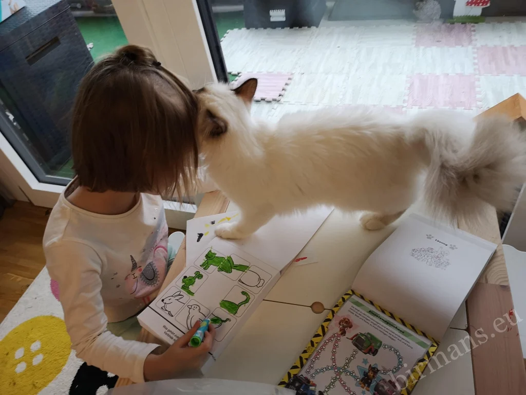 Saba Birman cat rubbing against a little girl on a table in Switzerland – real customer feedback