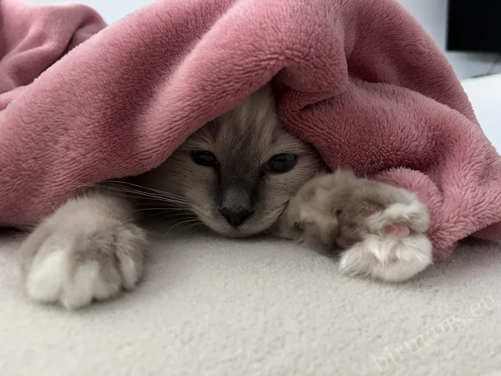 Saba Julian Birman cat peeking from under a blanket in Hungary – genuine customer feedback, in a home environment