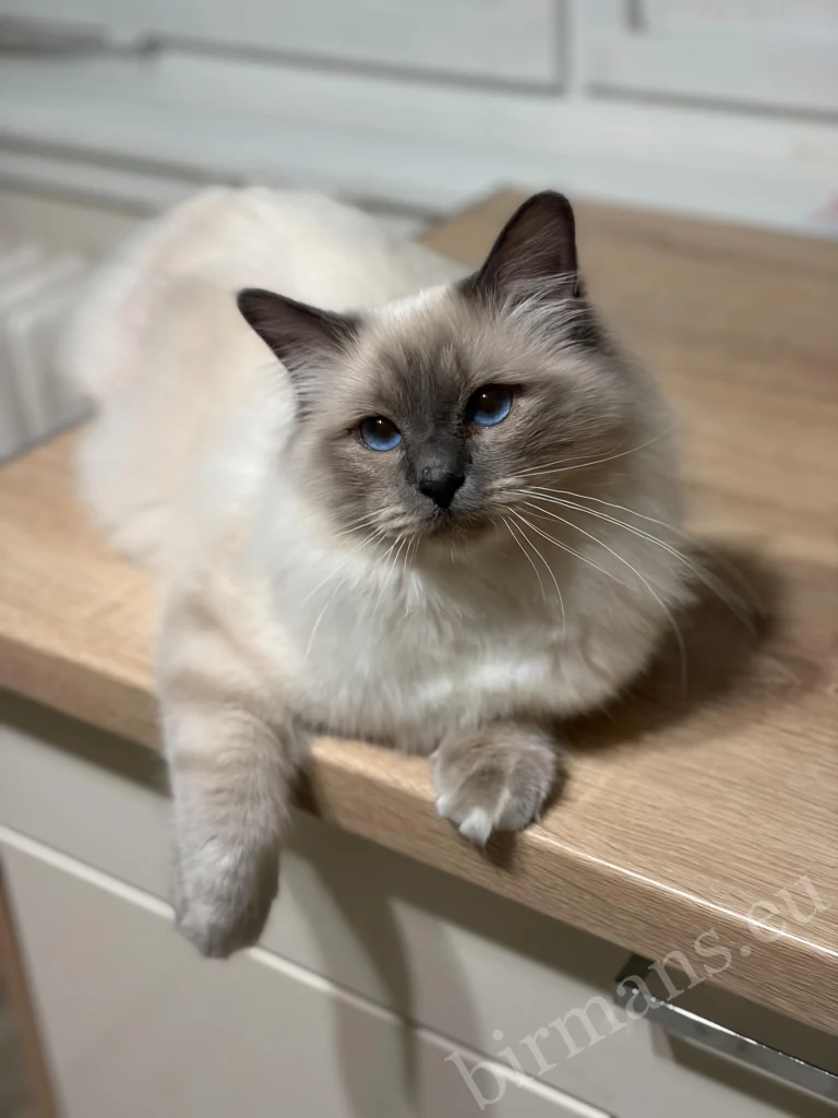 Saba Julian Birman cat sitting on a table in Hungary – characteristic blue eyes, genuine customer feedback
