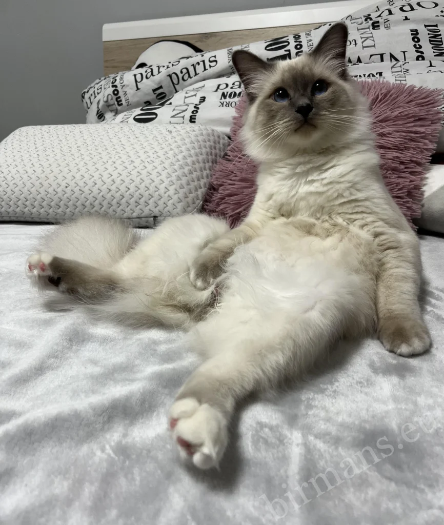 Saba Julian Birman cat watching TV in Hungary – genuine customer feedback, home life situation