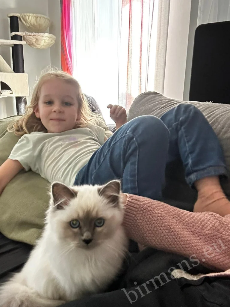 Saba Nova and Saba Noelle Birman cats in bed with a young child in Austria – genuine customer feedback