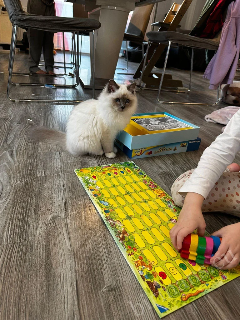 Saba Noelle Birman cat during a board game in Austria – genuine customer feedback
