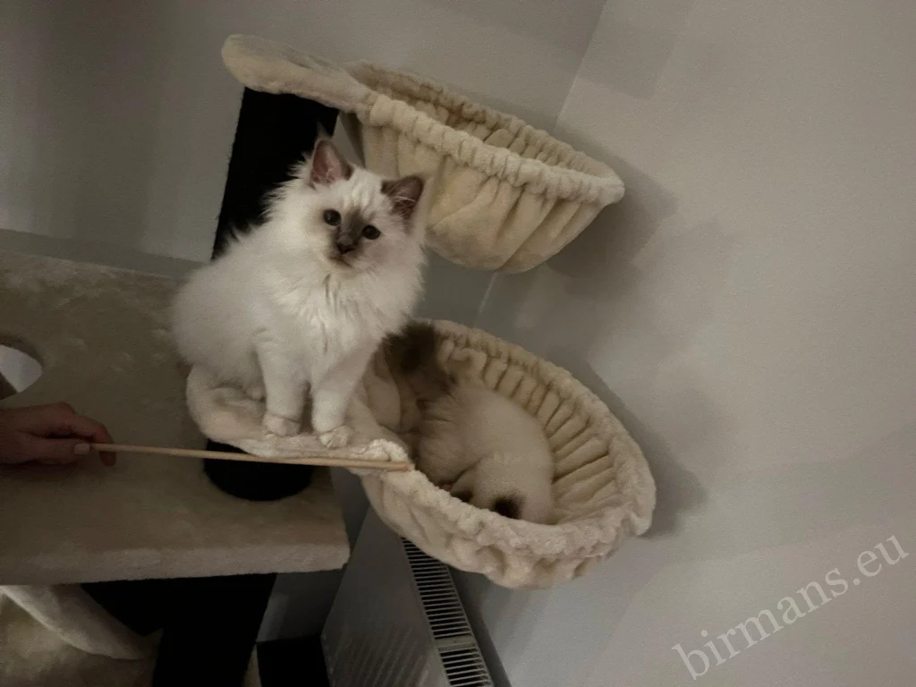 Saba Nova and Saba Noelle Birman cats sleeping on a cat tree in Austria – genuine customer feedback
