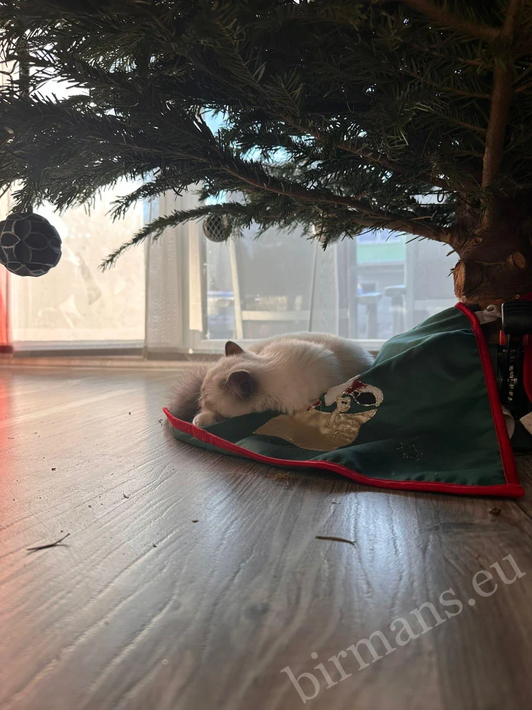 Saba Nova and Saba Noelle Birman cats under a Christmas tree in Austria – genuine customer feedback