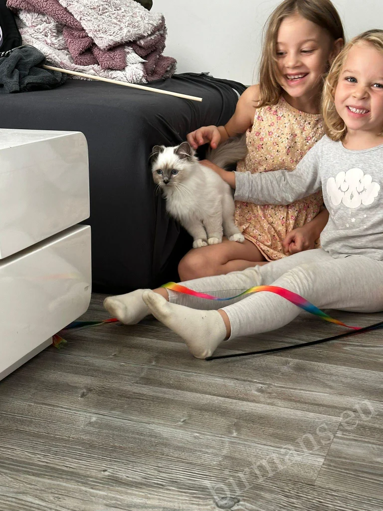 Saba Nova or Saba Noelle Birman cat with two children in Austria – genuine customer feedback