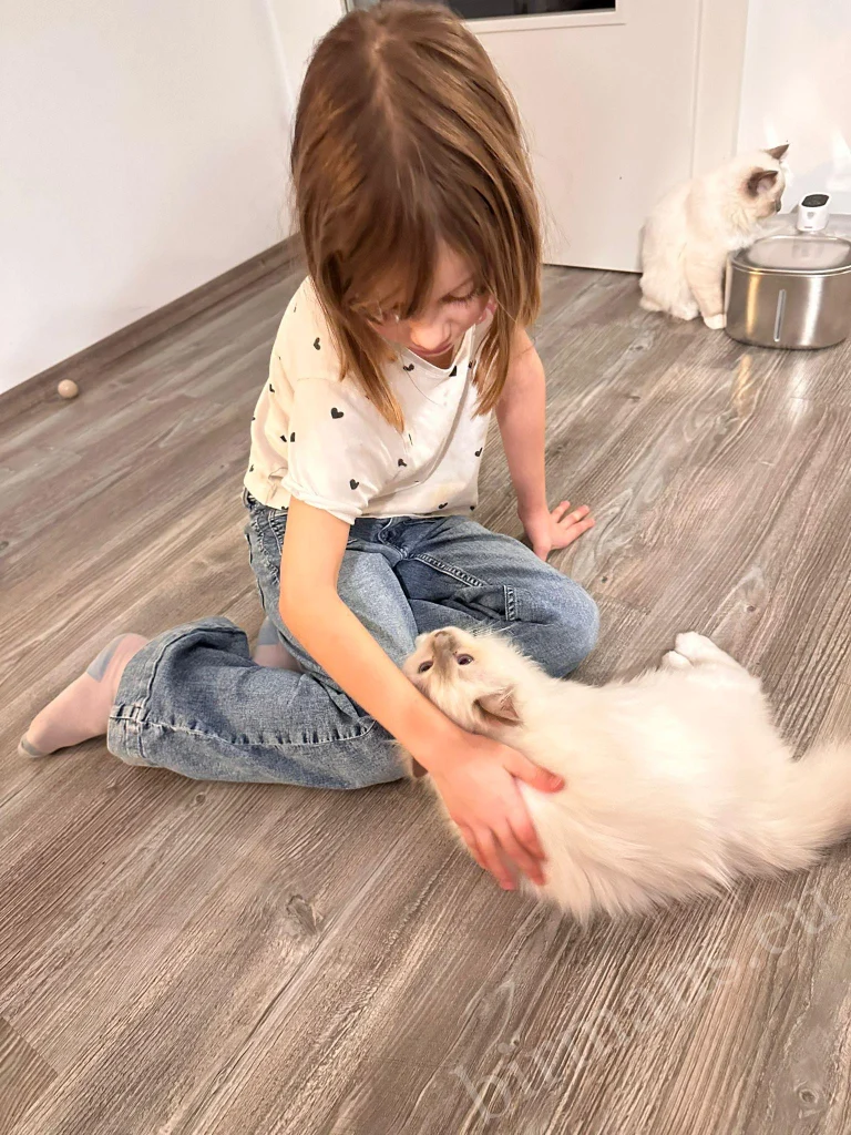 Saba Nova and Saba Noelle Birman cats being petted by a young child in Austria – genuine customer feedback