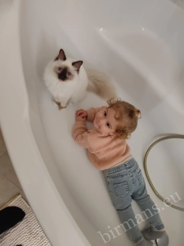 Saba Poppy Birman cat with a small child in a bathtub in Hungary – genuine customer feedback, peaceful coexistence