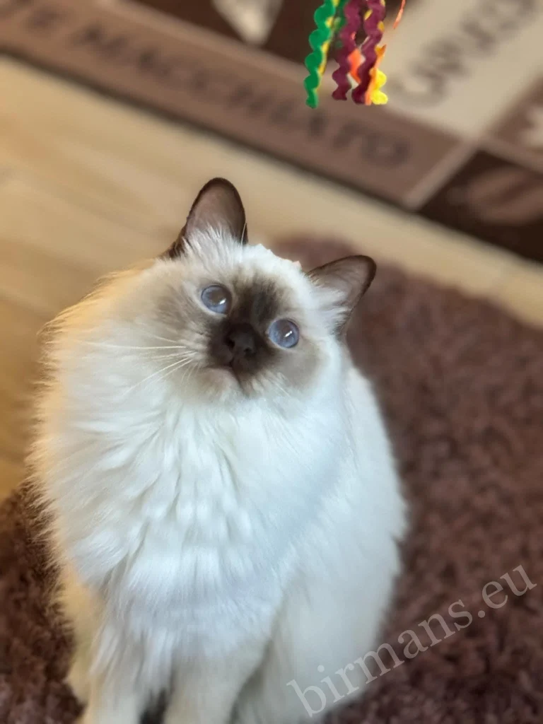 Saba Poppy Birman cat close-up portrait in Hungary – characteristic blue eyes, genuine customer feedback