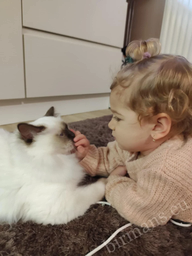 Saba Poppy Birman cat lying opposite a small child, touching each other in Hungary – genuine customer feedback