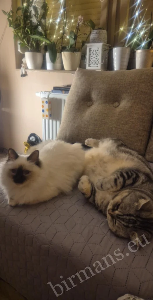 Saba Poppy Birman cat sprawled on a sofa in Hungary – genuine customer feedback, calm home environment