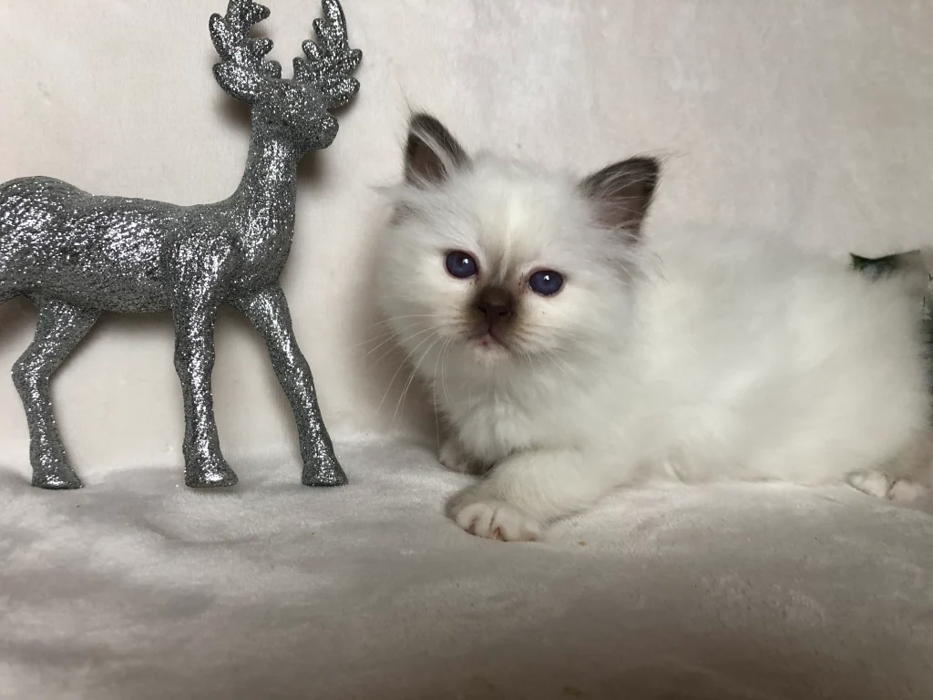 Saba Poppy Birman kitten in the Saba cattery – early age, photo taken at the breeder's