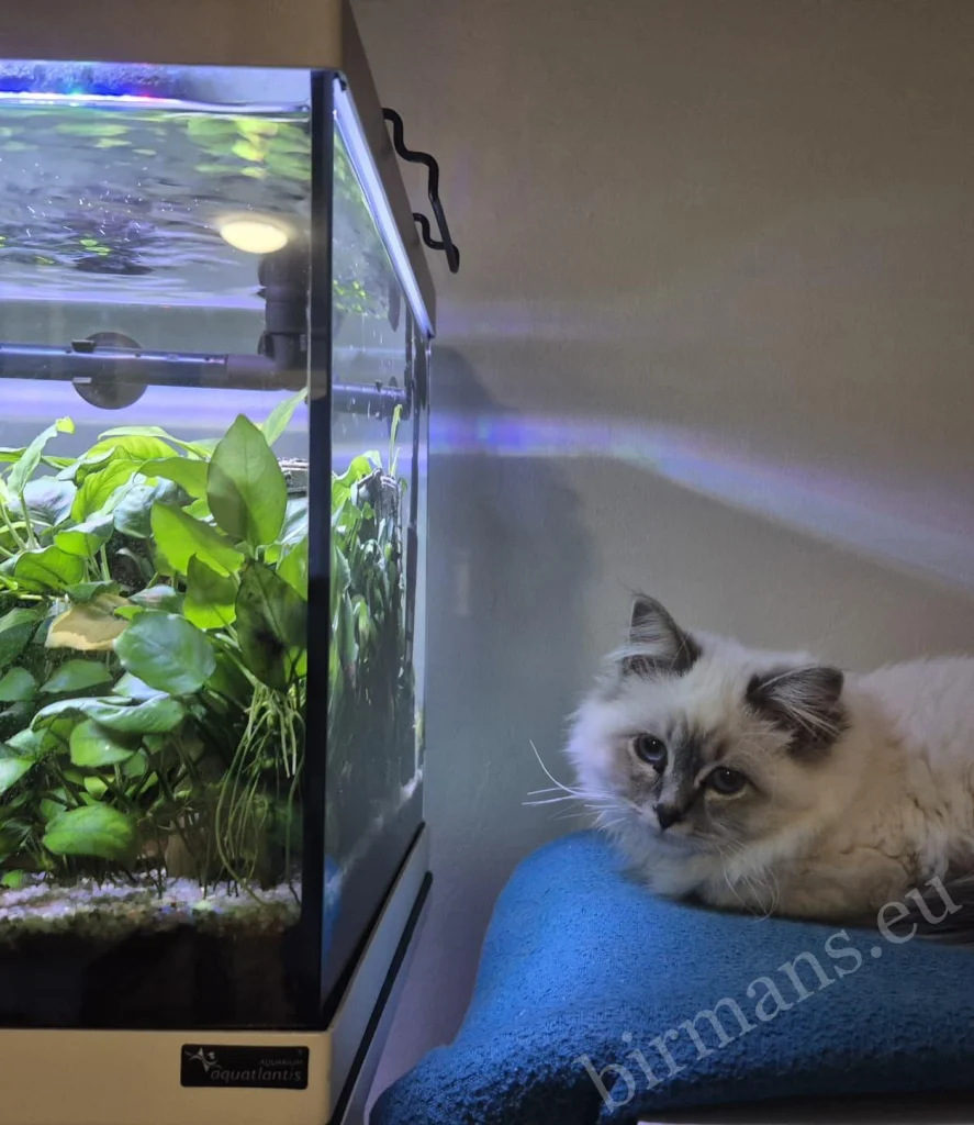 Saba Serenity Birman cat in front of an aquarium in Austria – genuine customer feedback, calm observation